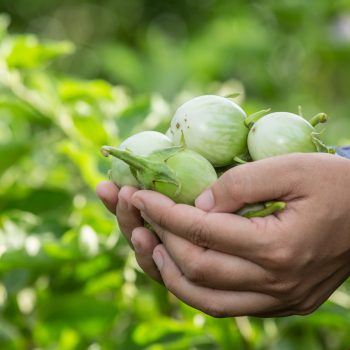 The farmer's hand, the woman holding the vegetable in her hand and the background of a rice field.